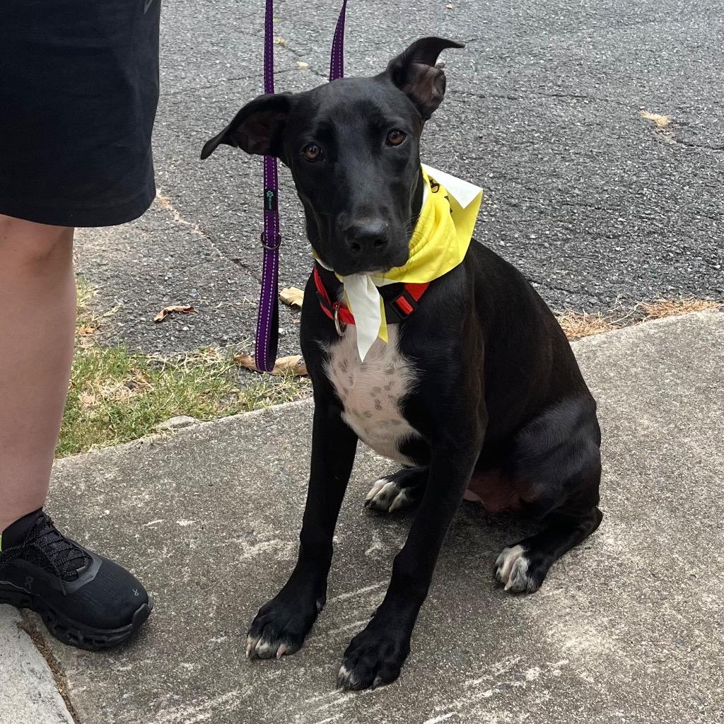 Enlarge Jayden, a Adoptable mixed breed in Little Rock, AR image 2/4