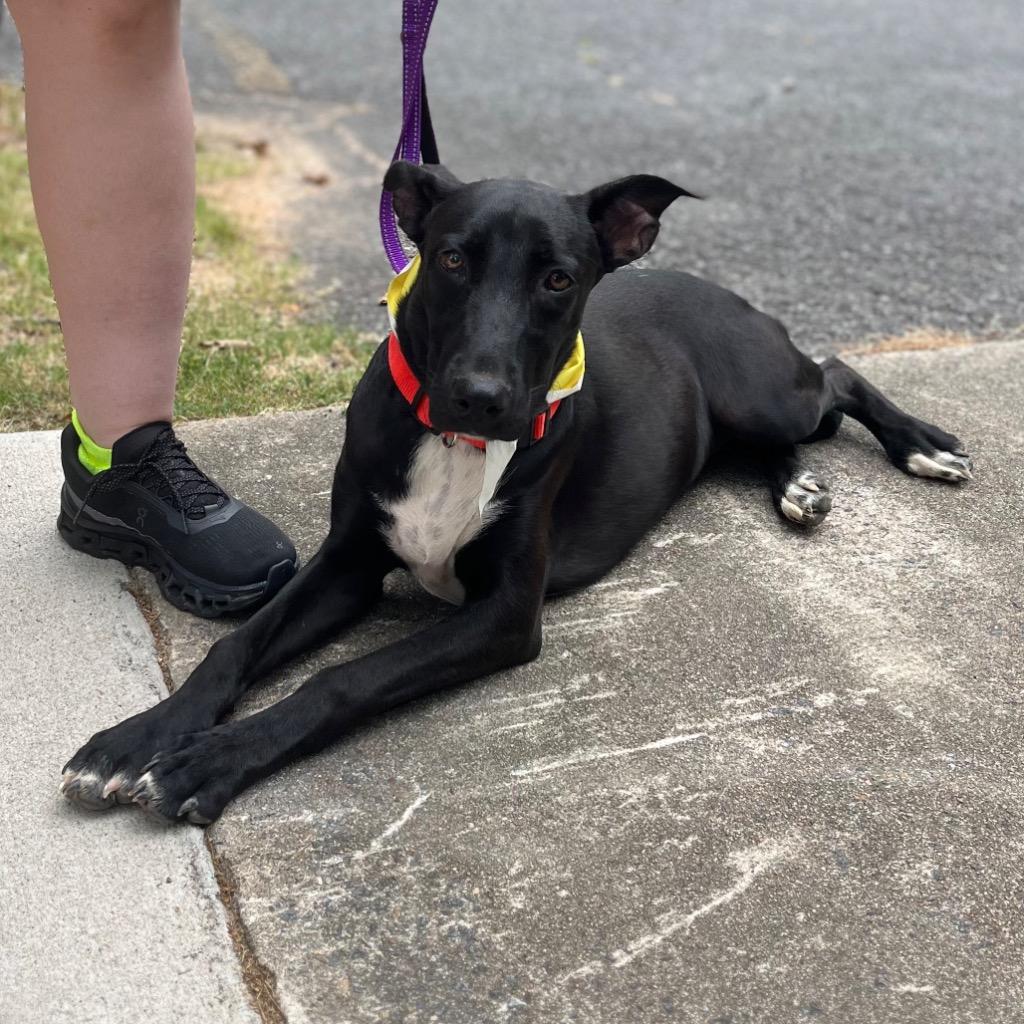 Jayden, a Adoptable mixed breed in Little Rock, AR image 3/4