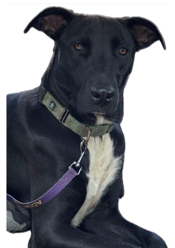 Jayden, a Adoptable mixed breed in Little Rock, AR image 3/6
