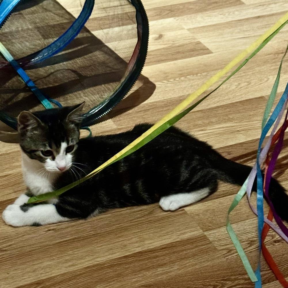 Markus Aurelius, Adoptable, Kitten Male Domestic Short Hair.
