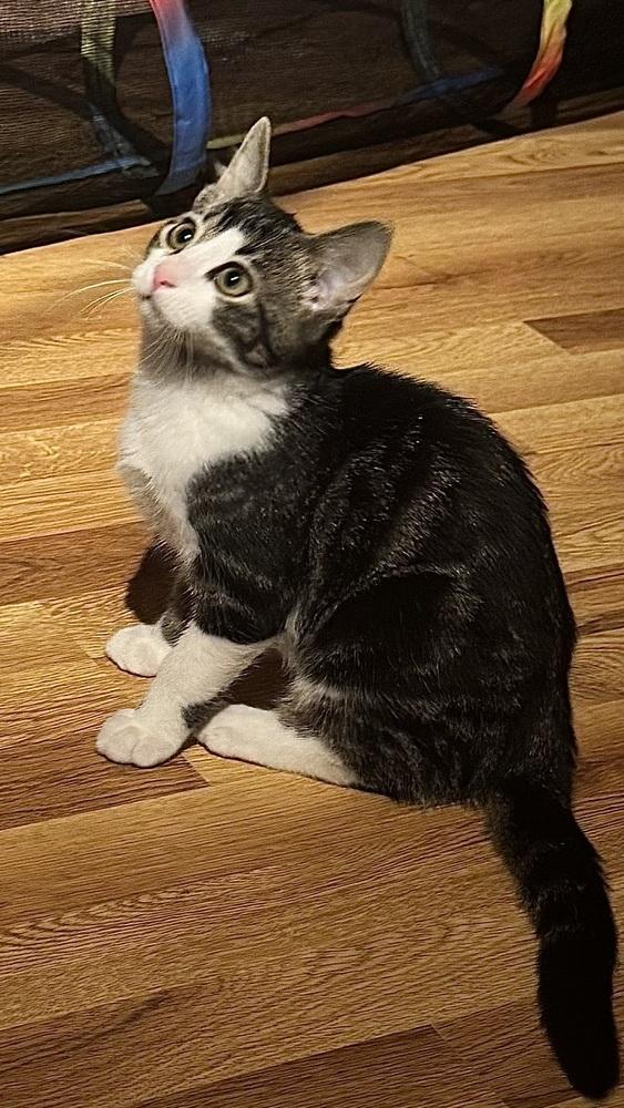 Enlarge Markus Aurelius, a Adoptable mixed breed in Lafayette, CO image 3/5