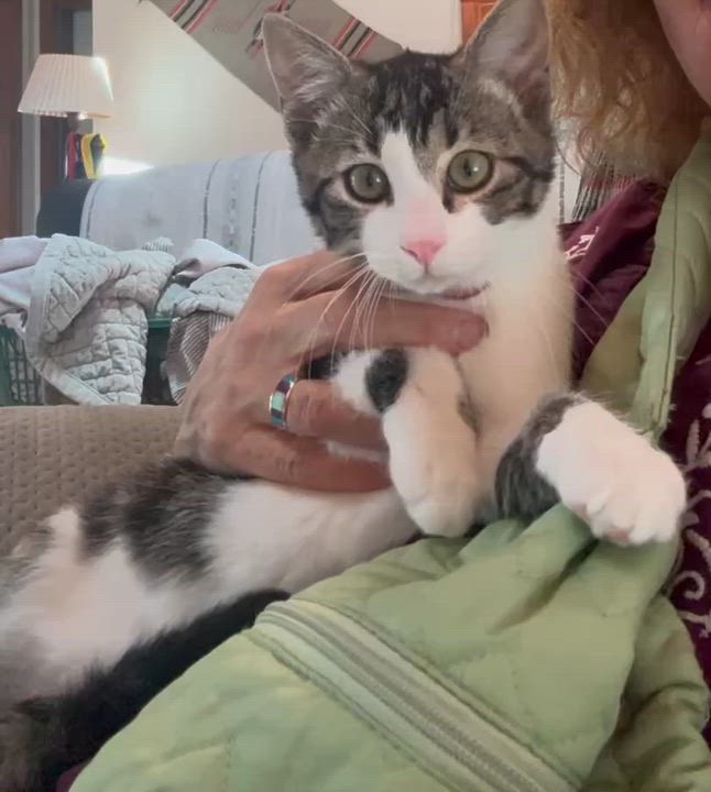 Enlarge Markus Aurelius, a Adoptable mixed breed in Lafayette, CO video 5/5