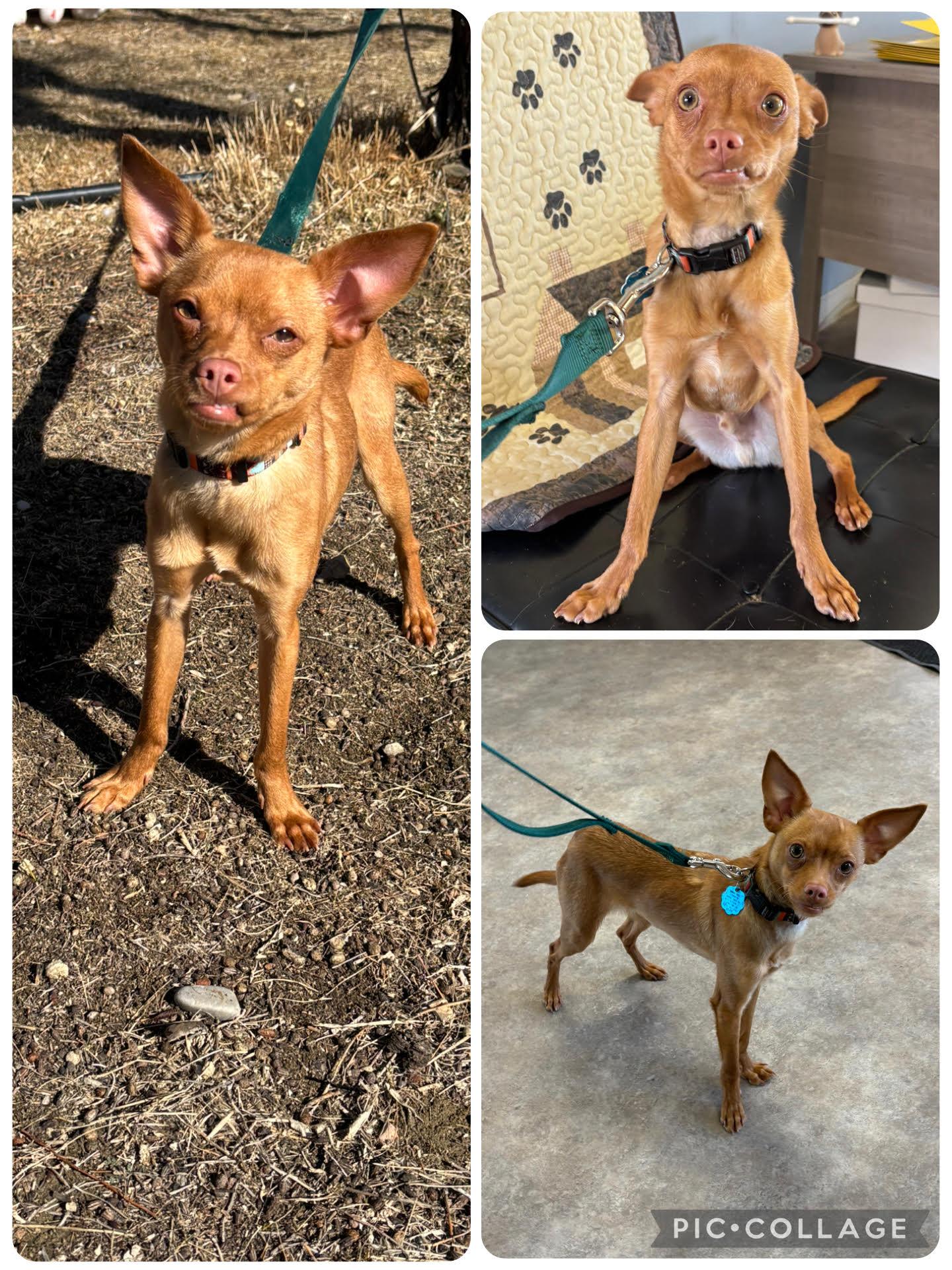 Enlarge Yogi, an adopted Mixed Breed in Rock Springs, WY image 1/1