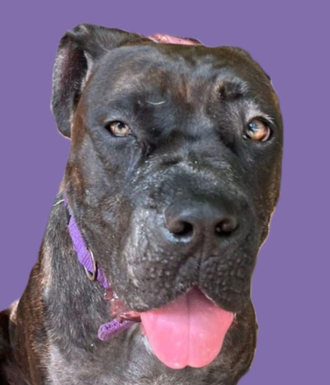 Chucklette, a Adoptable mixed breed in Savannah, GA image 1/6