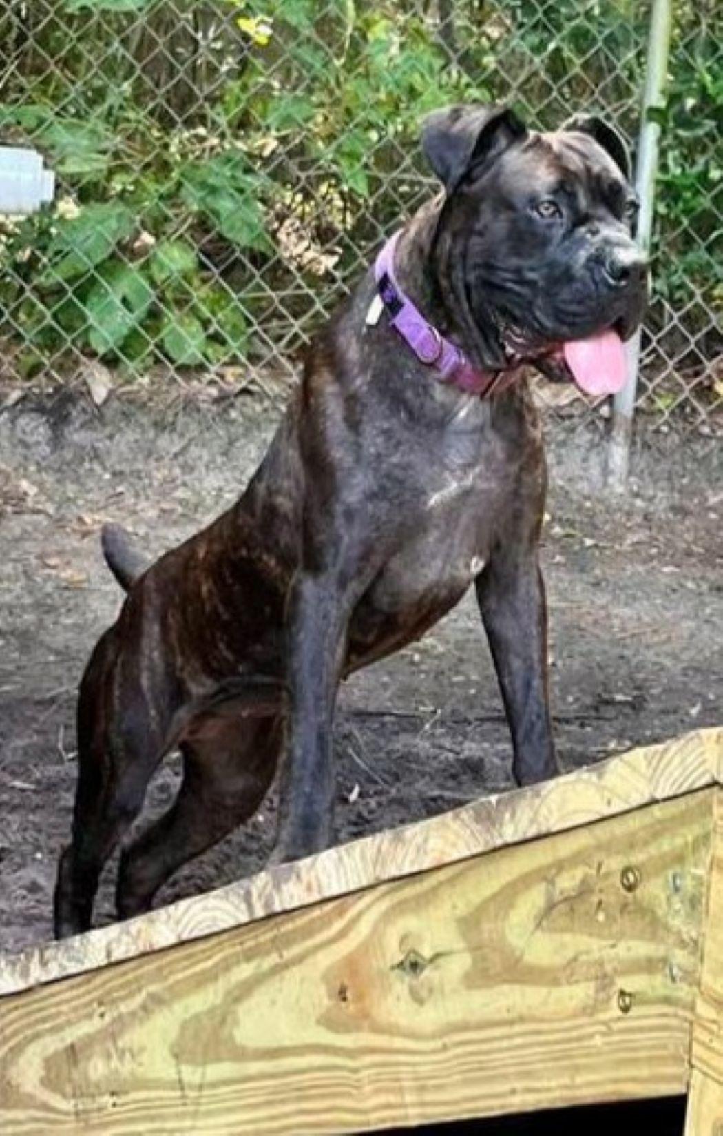 Chucklette, a Adoptable mixed breed in Savannah, GA image 2/6