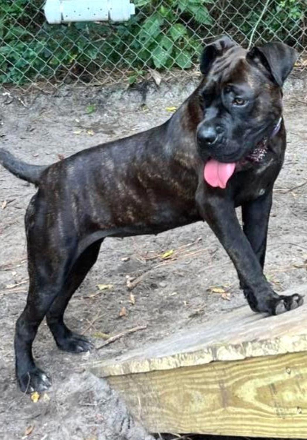 Chucklette, a Adoptable mixed breed in Savannah, GA image 4/6