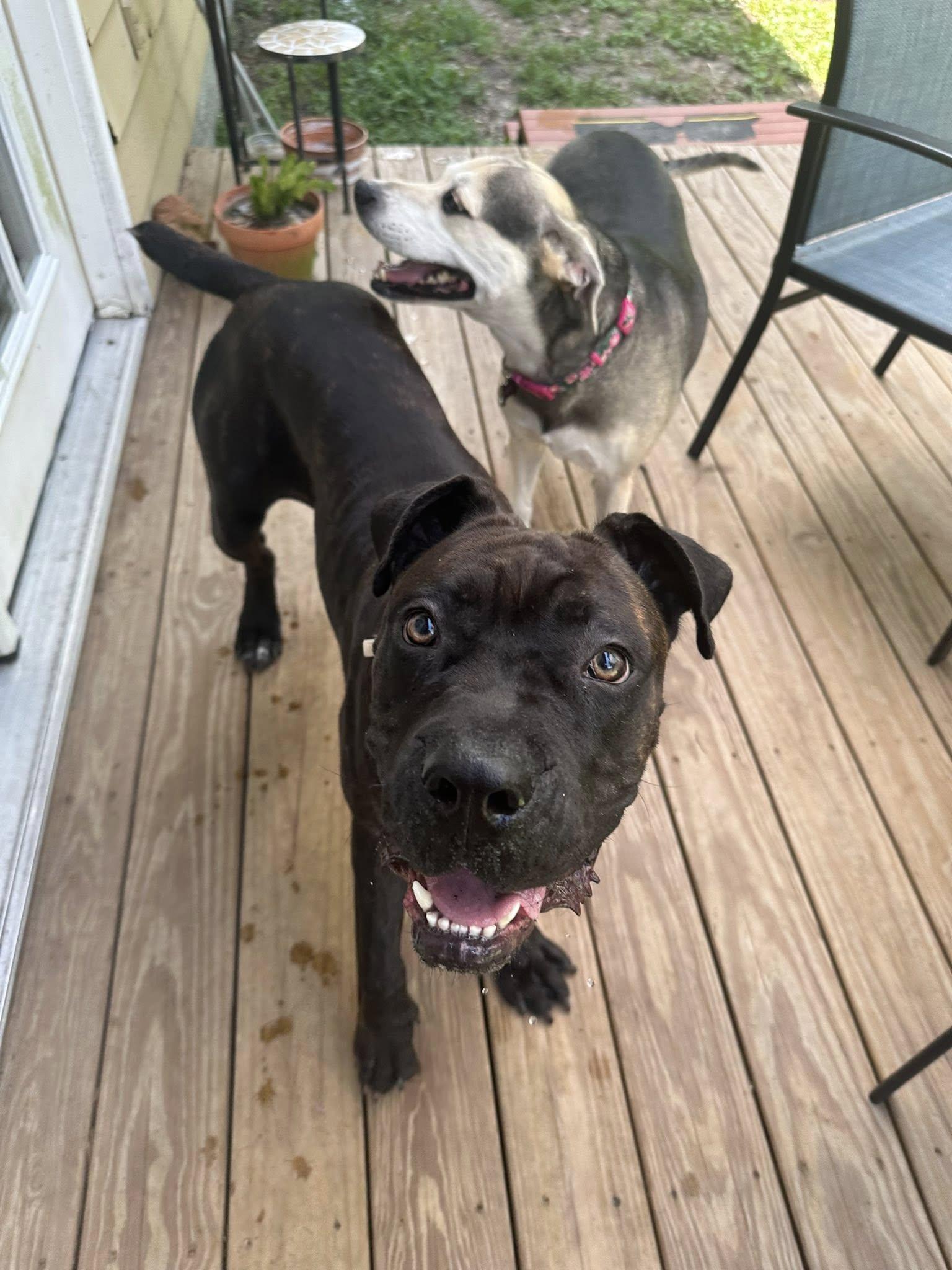 Chucklette, a Adoptable mixed breed in Savannah, GA image 6/6