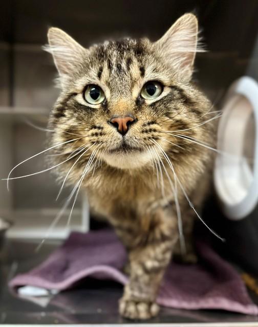 KISWICK, Adoptable, Adult Male Domestic Long Hair.