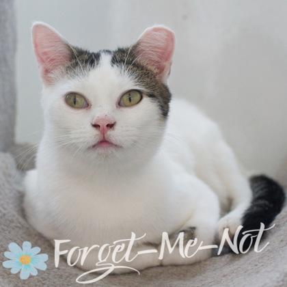 Bluestem, Adoptable, Young Female Domestic Short Hair & Domestic Short Hair.