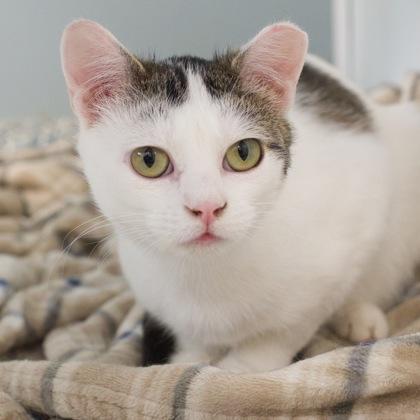 Bluestem, a Adoptable mixed breed in Verona, WI image 1/3