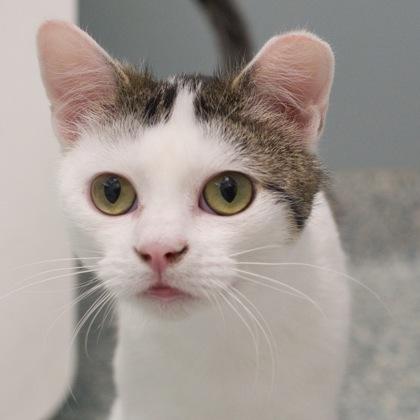 Bluestem, a Adoptable mixed breed in Verona, WI image 3/3