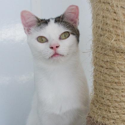 Bluestem, a Adoptable mixed breed in Verona, WI image 3/3