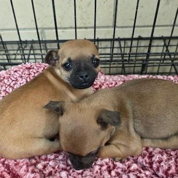 Enlarge Pip, an adopted mixed breed in Riverside, IA image 1/1