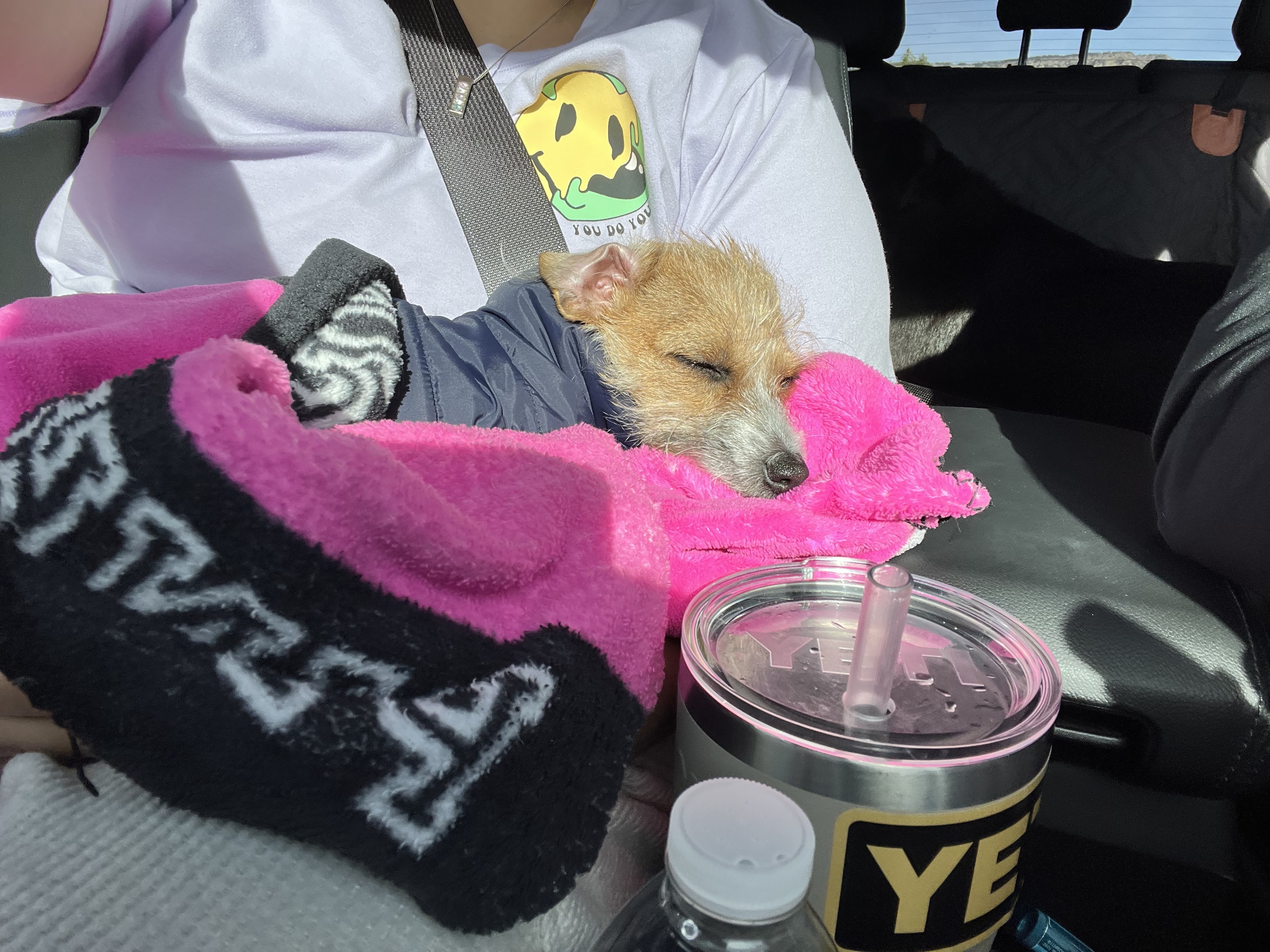 Olive , a Adopted mixed breed image 1/5