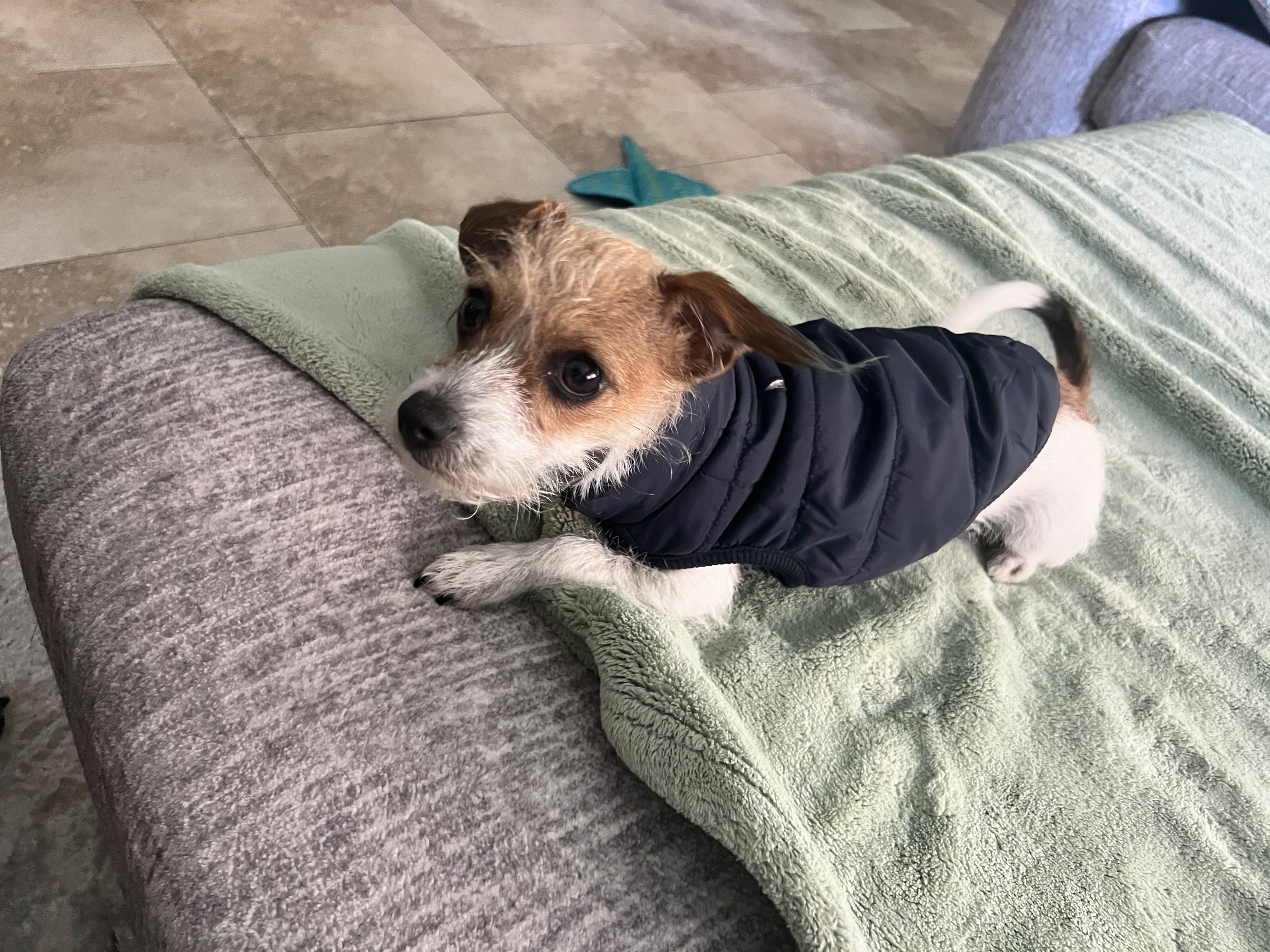 Olive , a Adopted mixed breed image 2/5