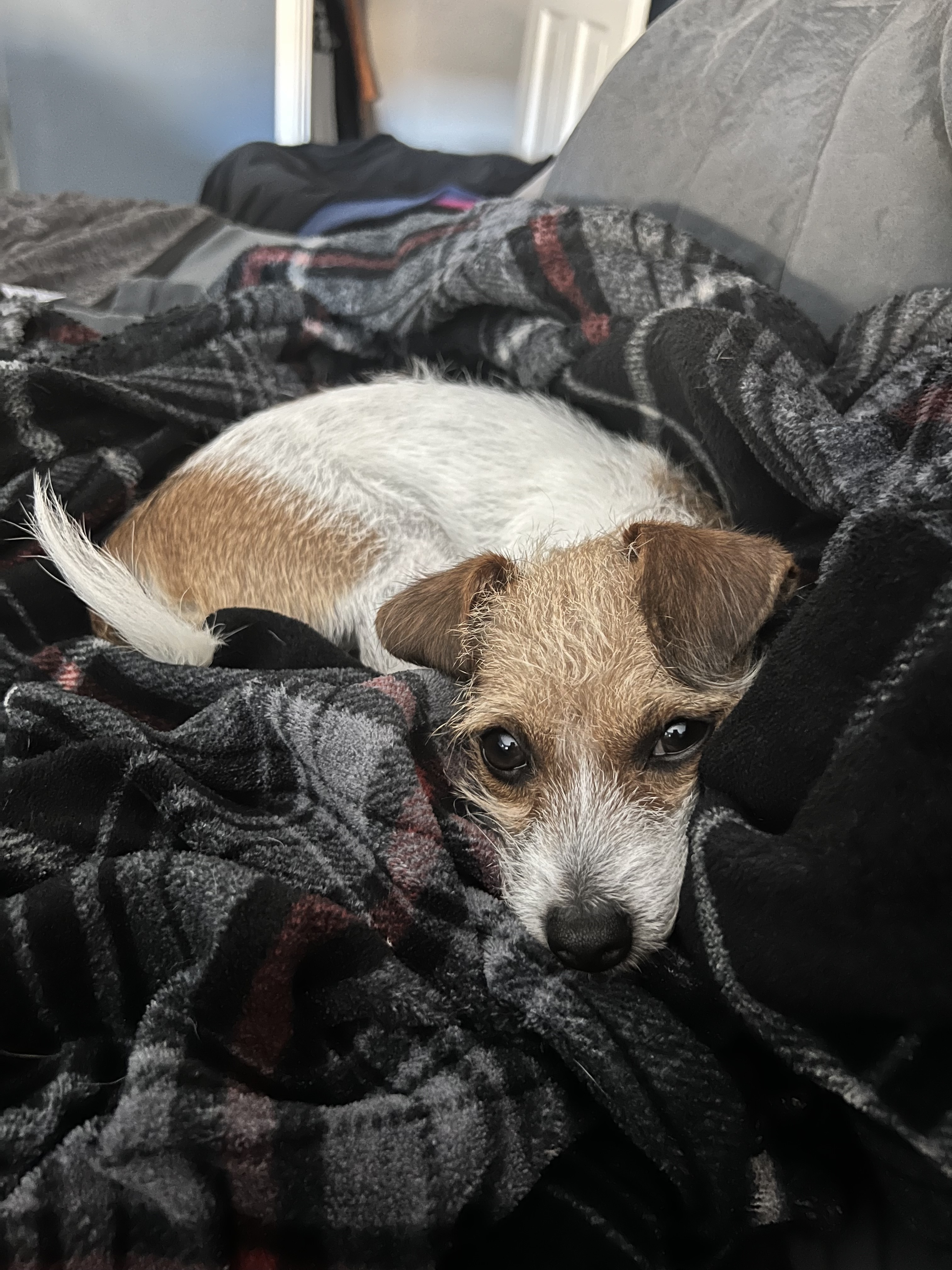 Olive , a Adopted mixed breed image 3/5