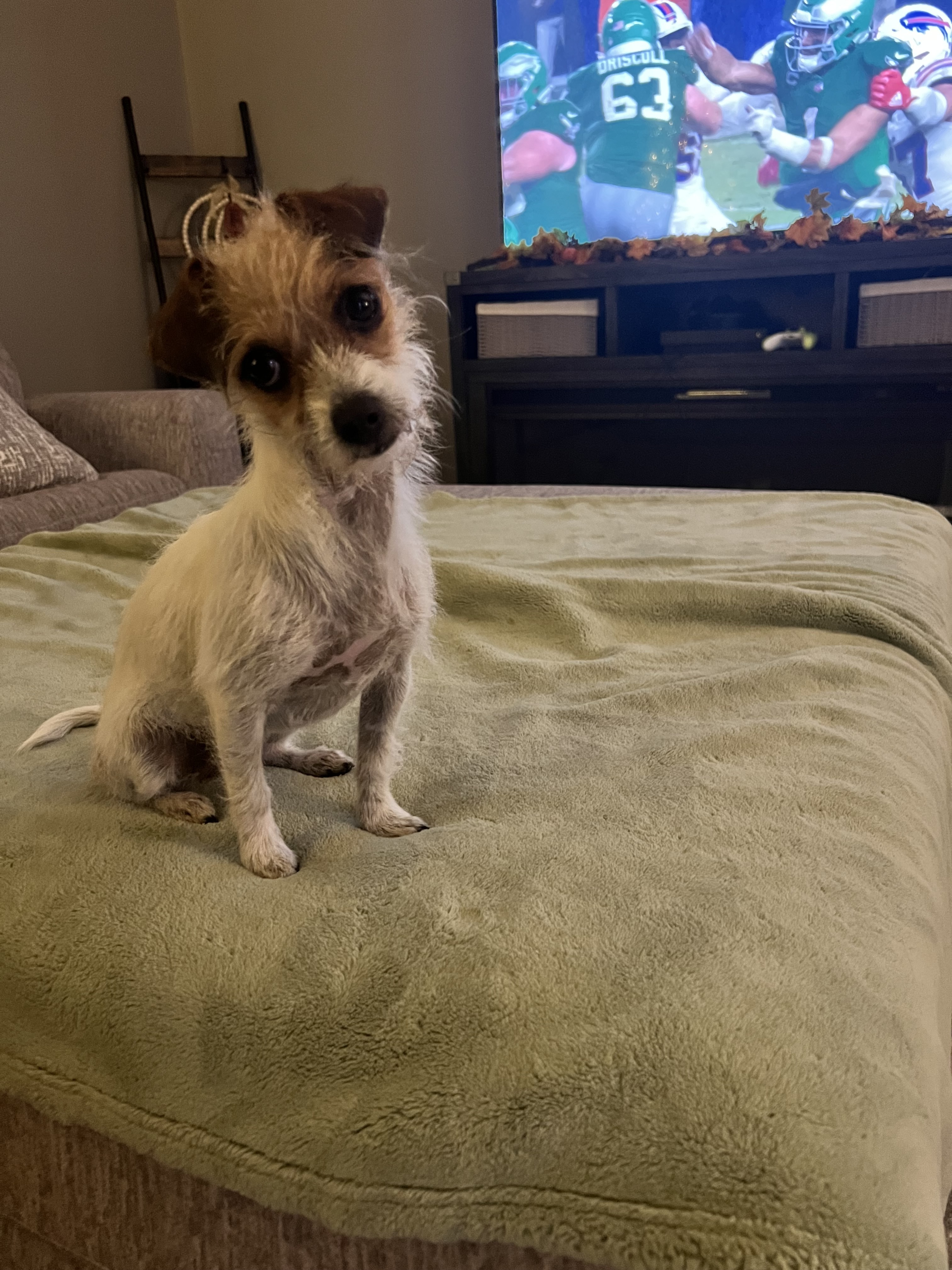 Olive , a Adopted mixed breed image 4/5