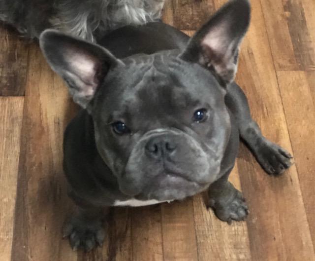 Enlarge Snooki, an adoptable American Bully in Colleyville, TX image 1/1