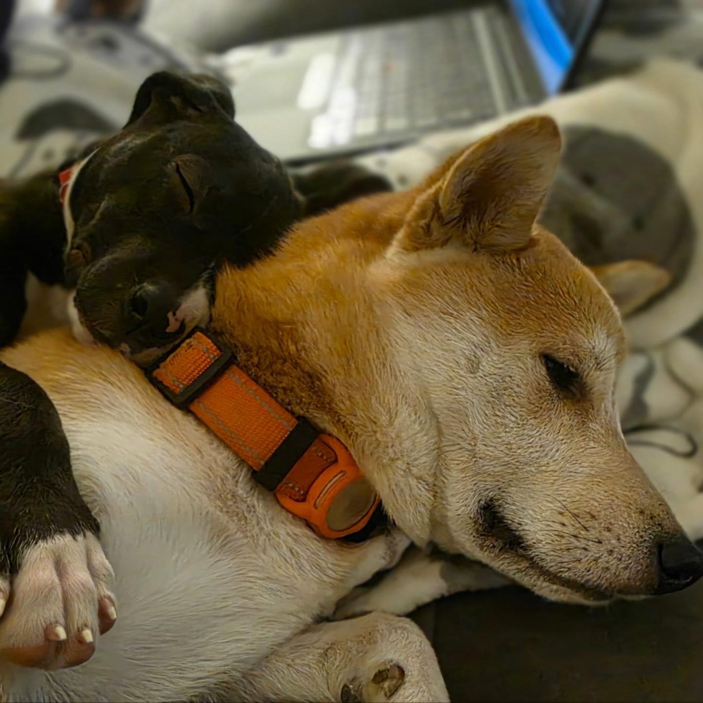 Enlarge Dumbo, a Adoptable mixed breed in Normal, IL image 6/6