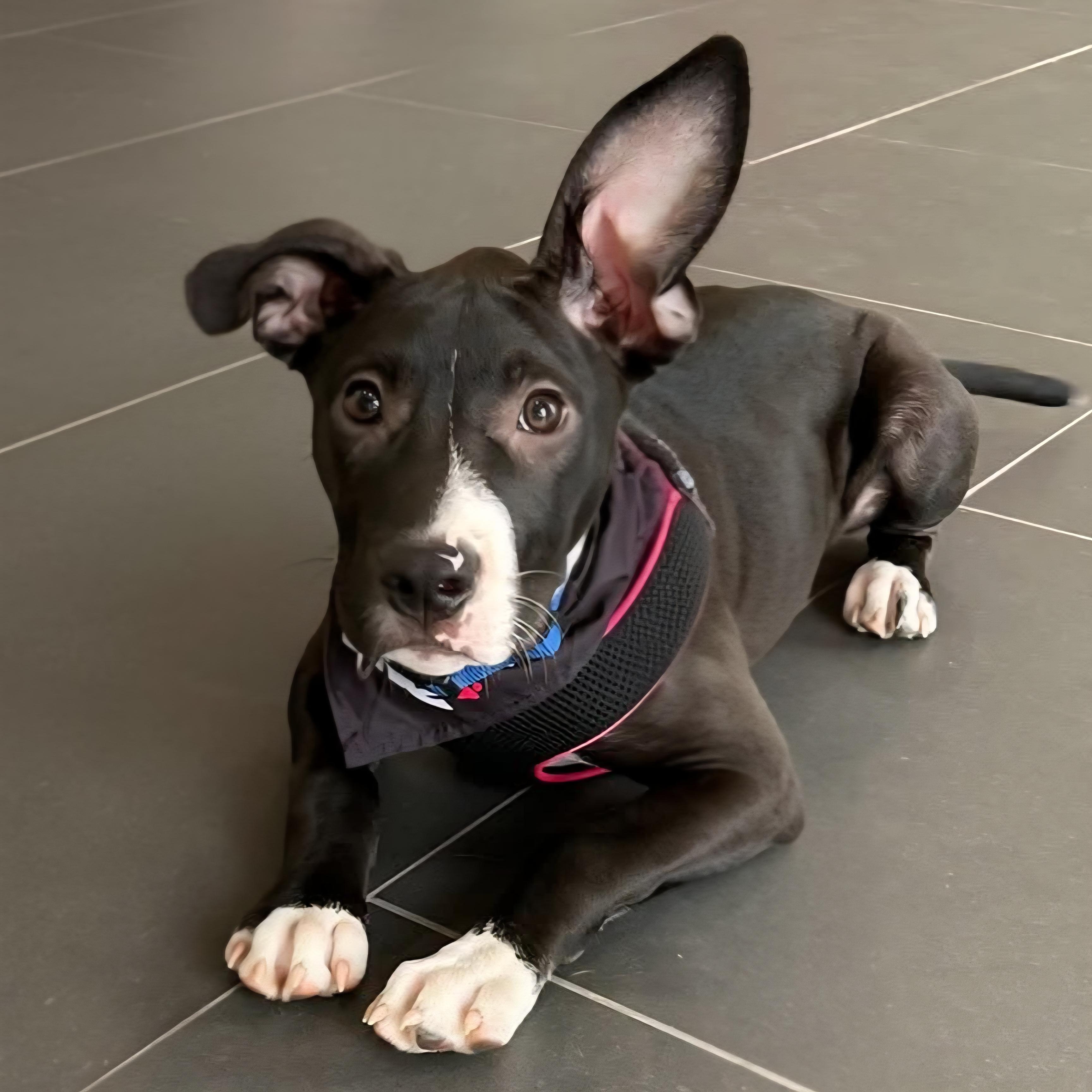 Enlarge Dumbo, a Adoptable mixed breed in Normal, IL image 2/6