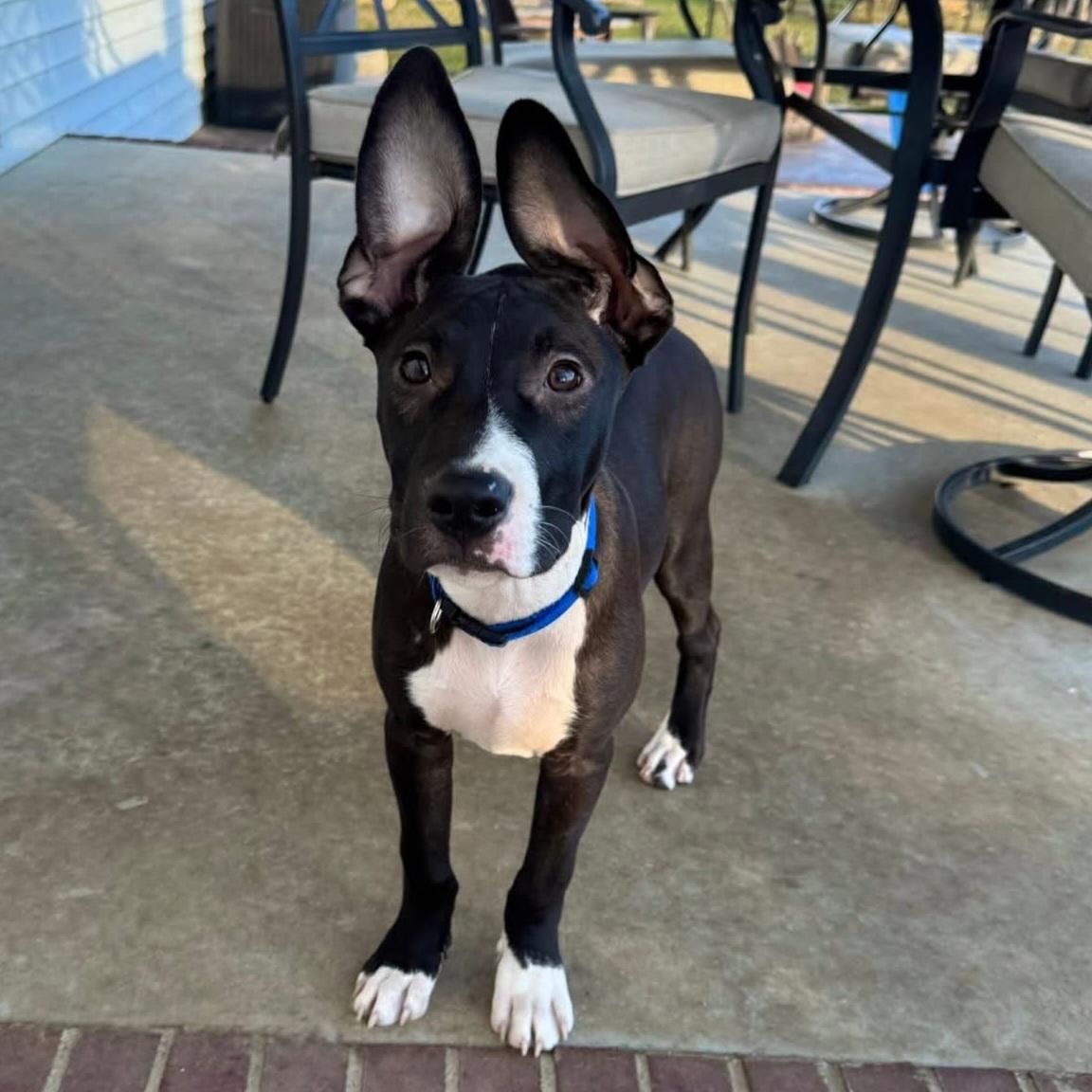 Enlarge Dumbo, a Adoptable mixed breed in Normal, IL image 4/6