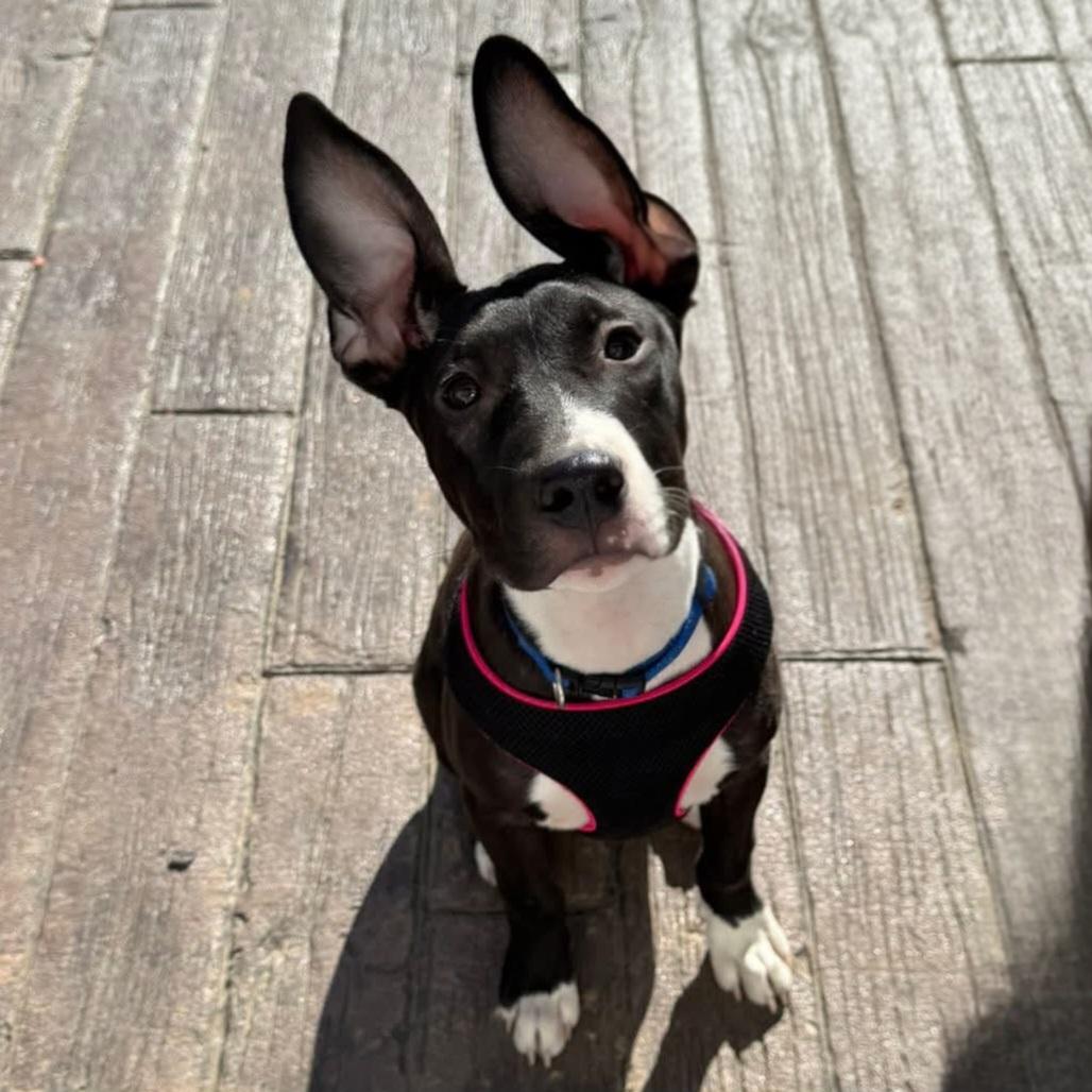 Enlarge Dumbo, a Adoptable mixed breed in Normal, IL image 3/6