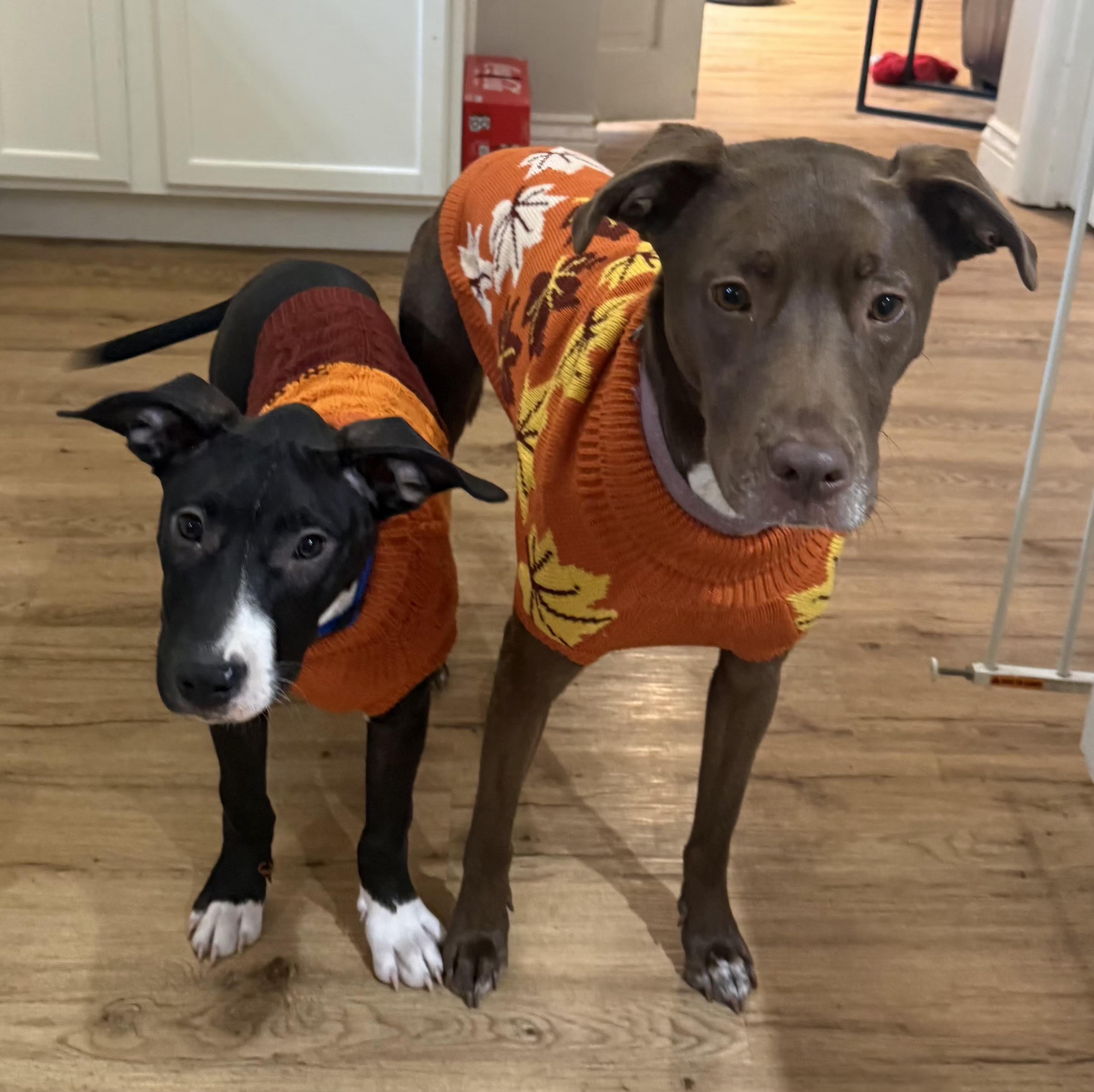 Enlarge Dumbo, a Adoptable mixed breed in Normal, IL image 5/6