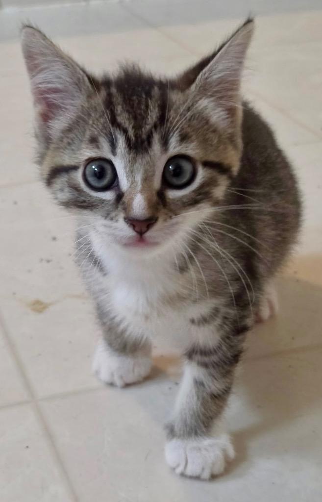 Odin, Adoptable, Kitten Male Domestic Short Hair.