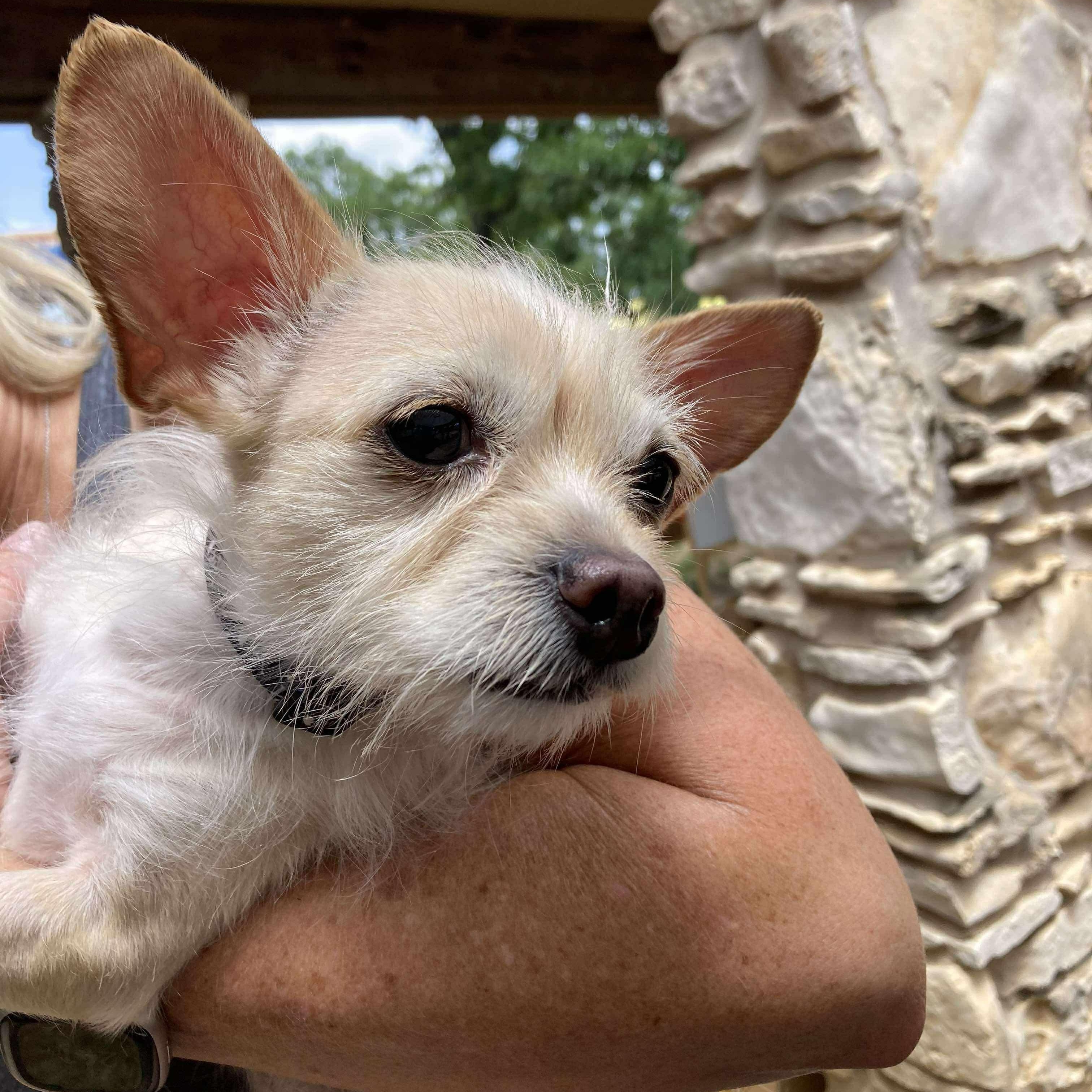 Elfie, Young Male Chihuahua
