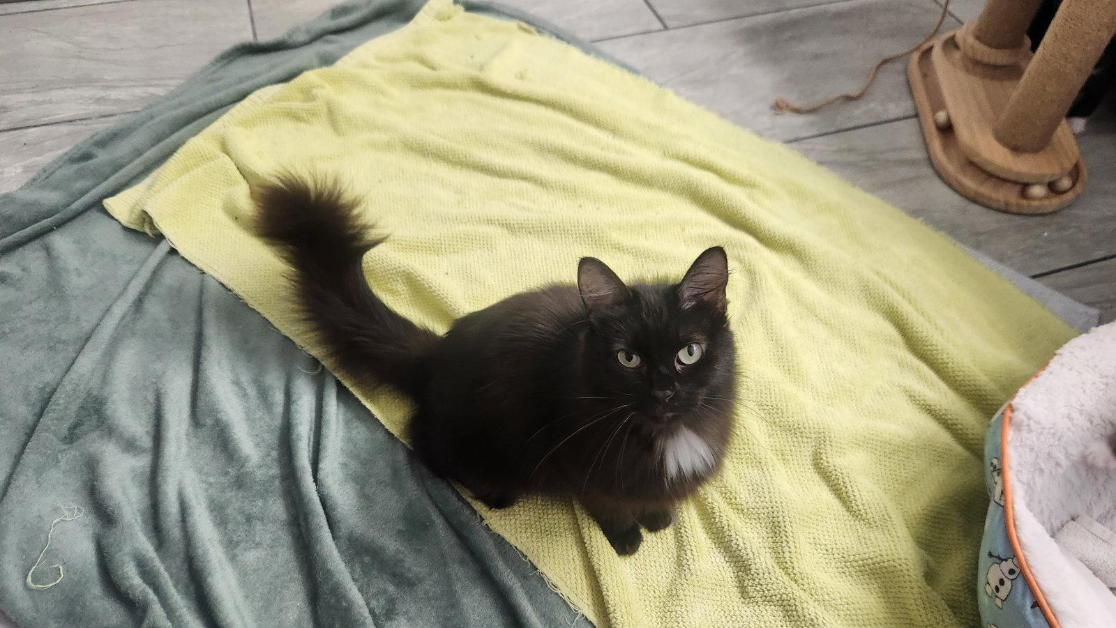Midnight, Adoptable, Adult Female Domestic Long Hair.