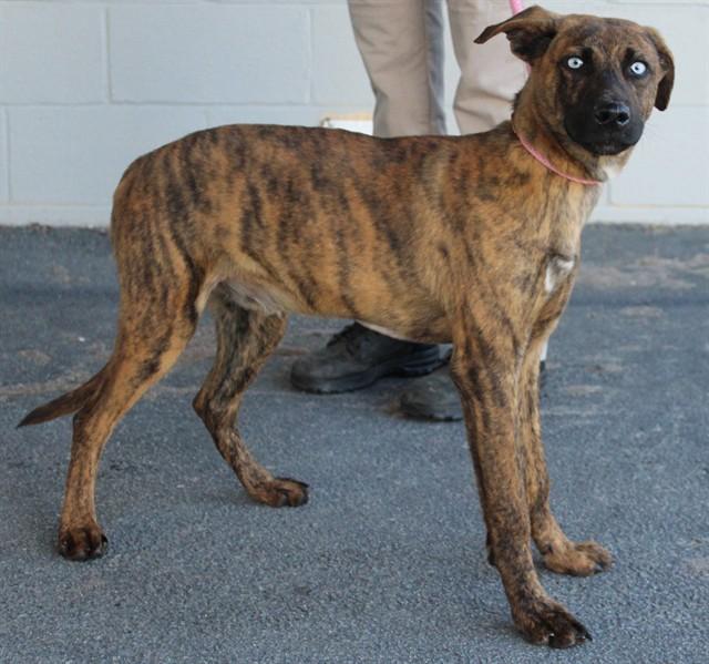 CLARK GRISWOLD, Adoptable, Young Male Plott Hound & Catahoula Leopard Dog.