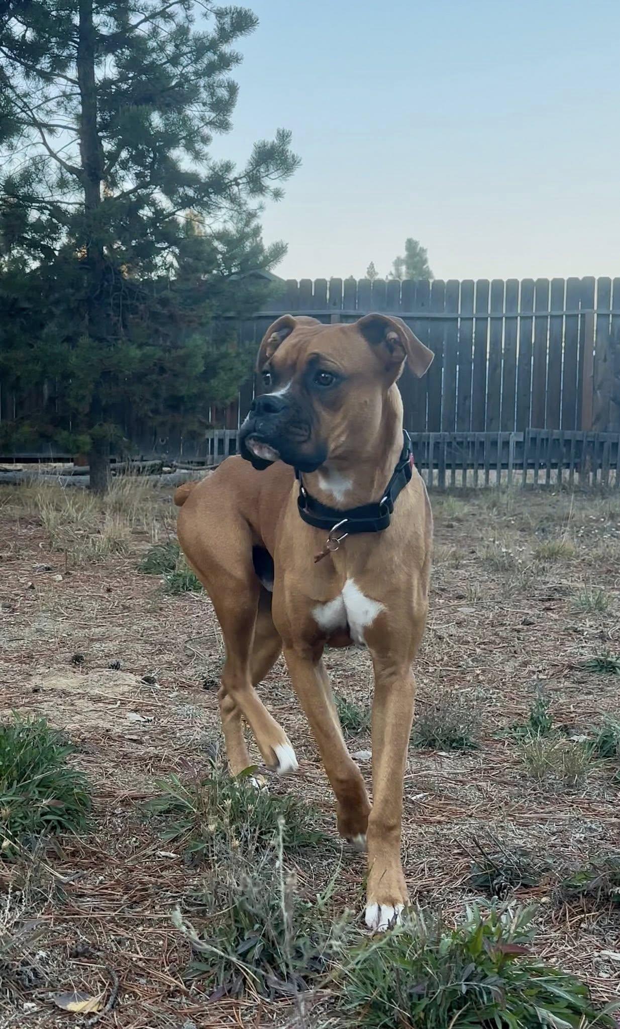 Peewee, Adoptable, Adult Male Boxer.