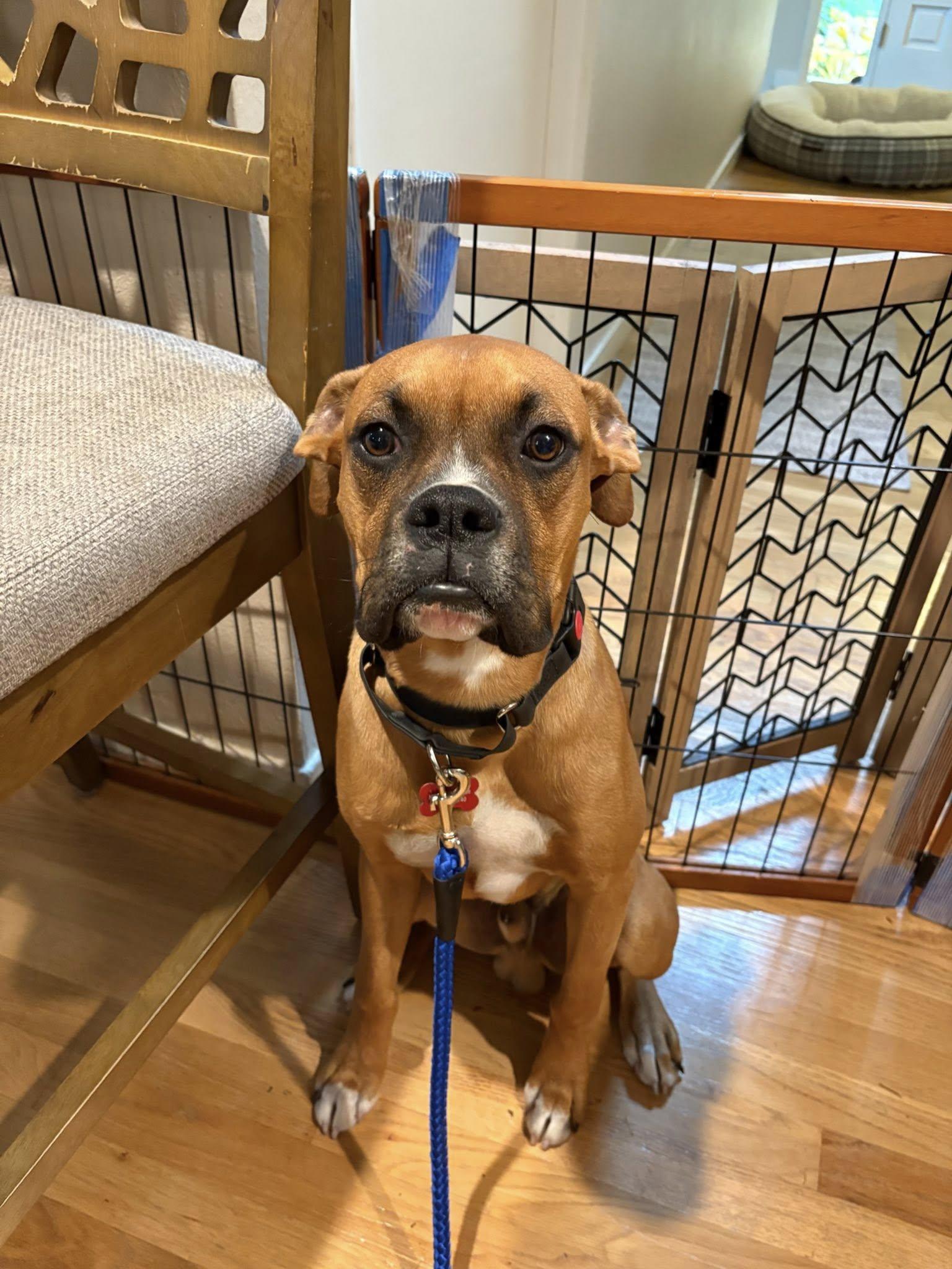 Enlarge Peewee, a Adoptable Boxer in McMinnville, OR image 2/3