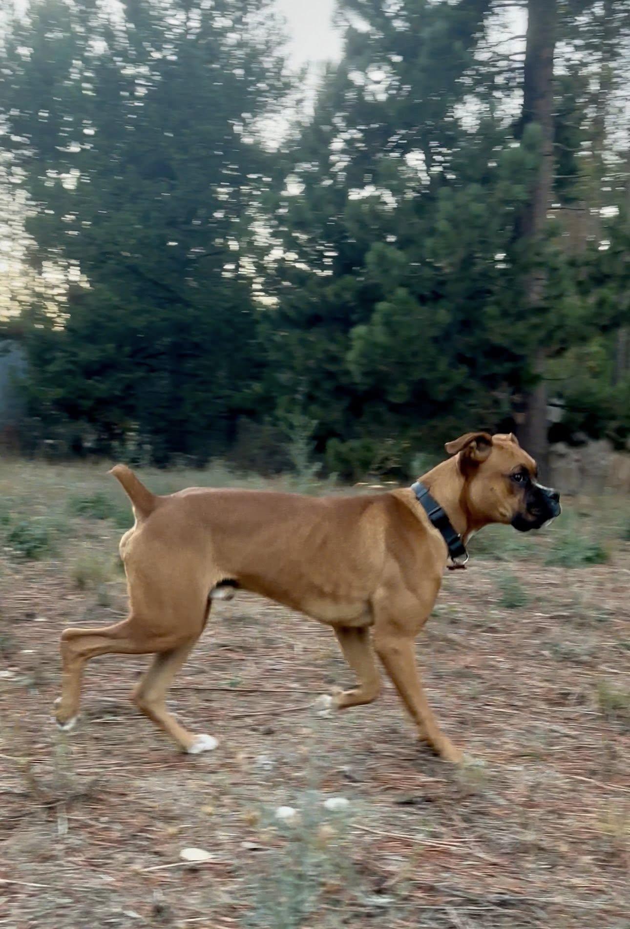 Enlarge Peewee, a Adoptable Boxer in Woodinville, WA image 3/3