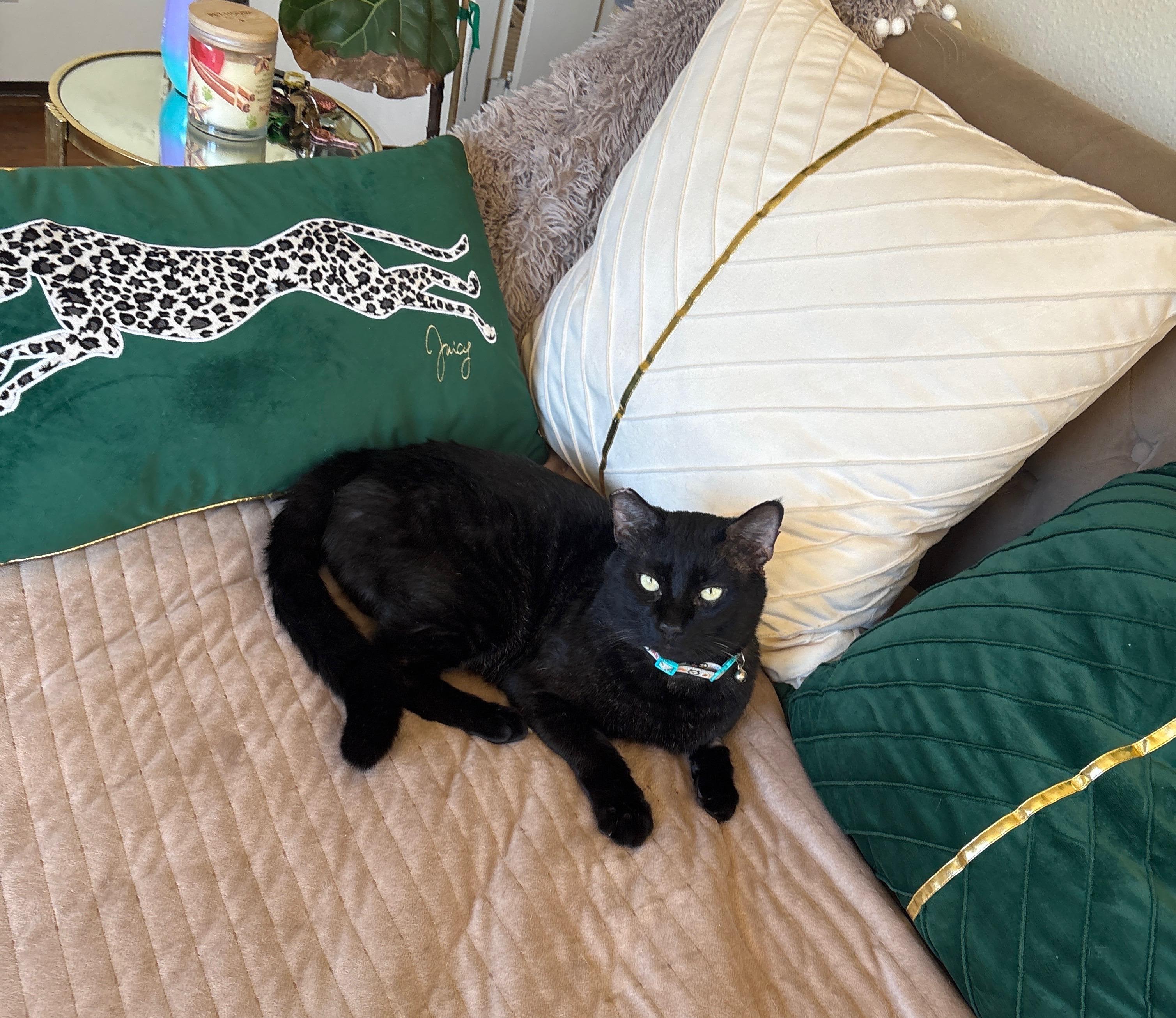 Nero, ADOPTABLE, Adult Male Domestic Medium Hair.