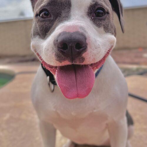 Enlarge Ivy, a Adoptable mixed breed in Glendale, AZ image 1/5