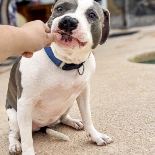 Enlarge Ivy, a Adoptable mixed breed in Glendale, AZ image 2/5