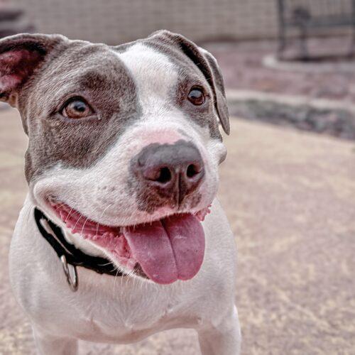 Enlarge Ivy, a Adoptable mixed breed in Glendale, AZ image 3/5