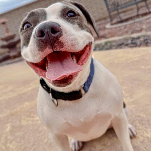 Enlarge Ivy, a Adoptable mixed breed in Glendale, AZ image 4/5