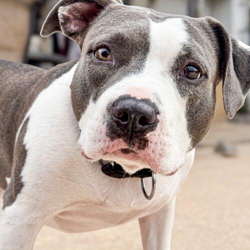 Enlarge Ivy, a Adoptable mixed breed in Glendale, AZ image 5/5