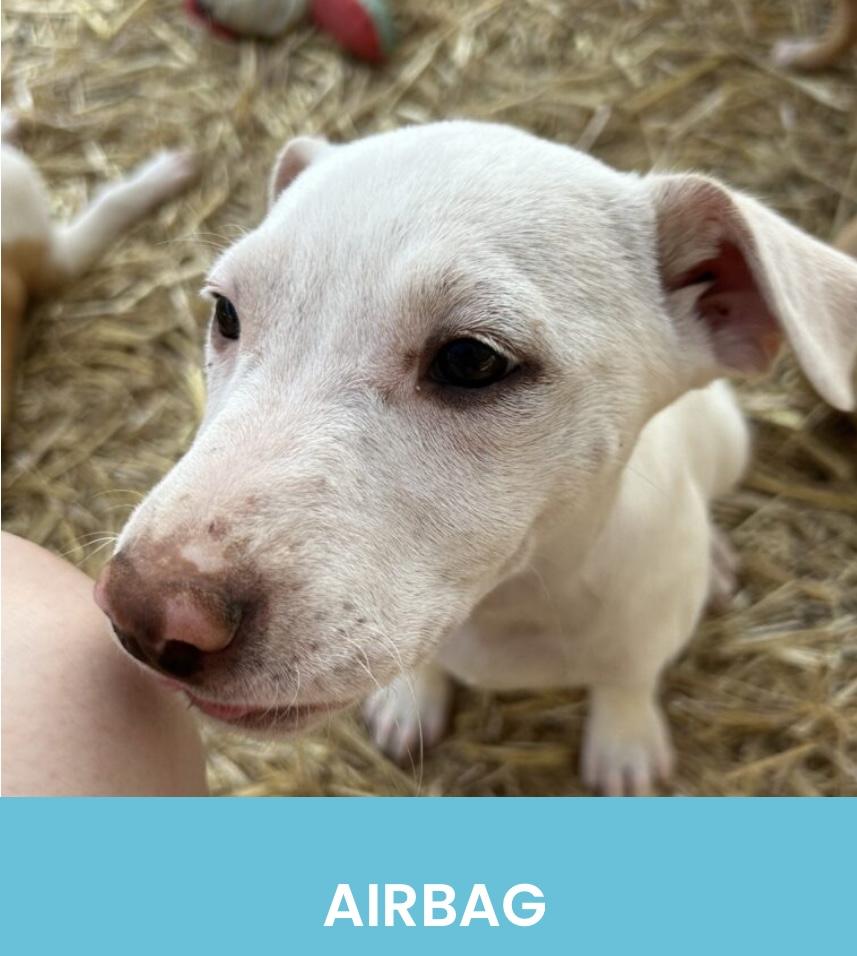 Enlarge Airbag, an adopted Mixed Breed in Monson, MA image 2/2