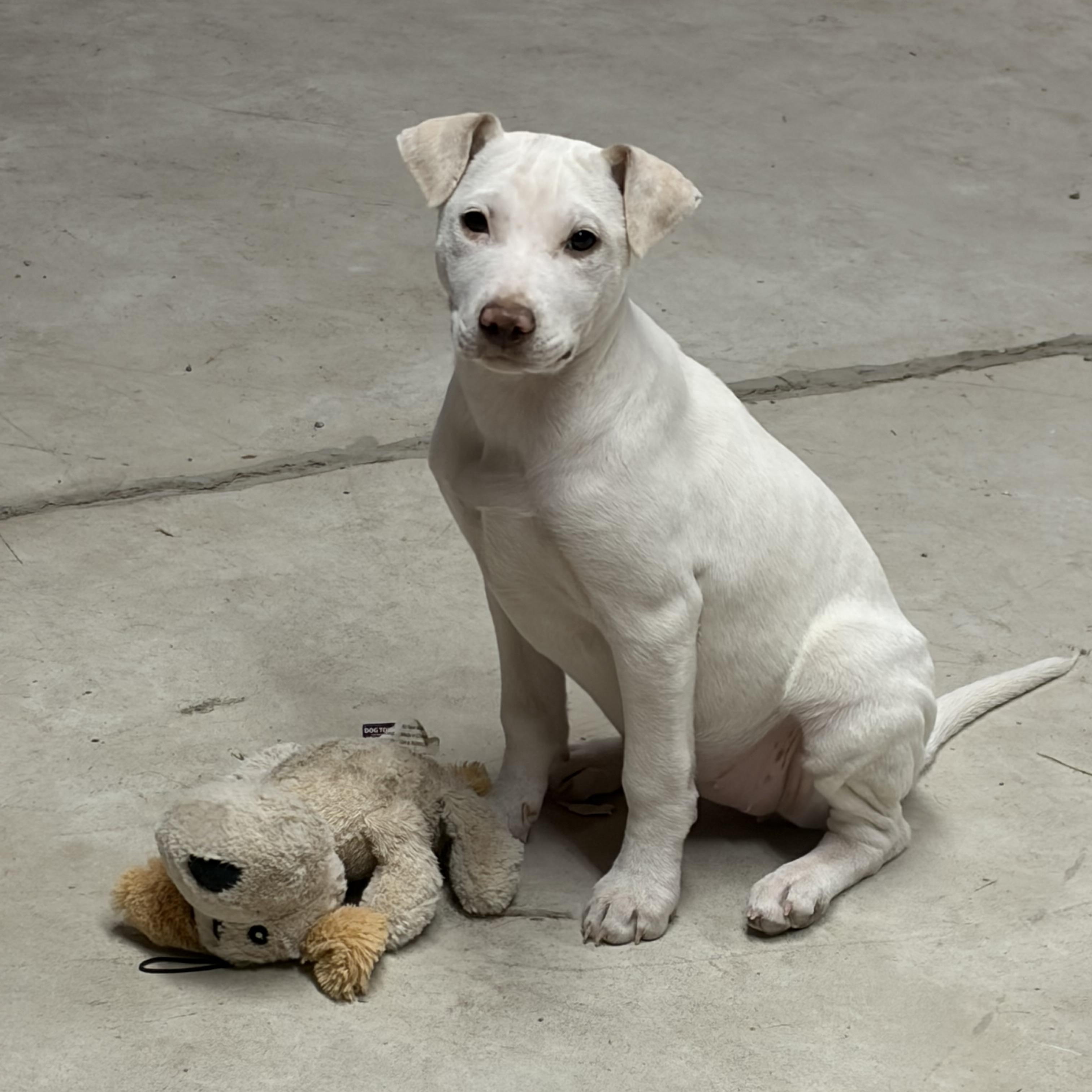 Enlarge Airbag, an adopted Mixed Breed in Monson, MA image 1/2