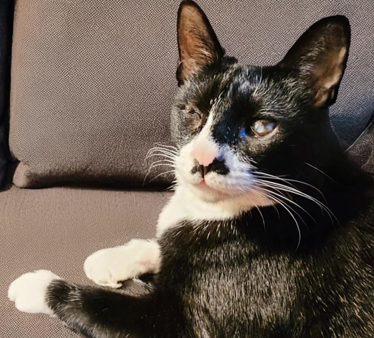 Ziggy, a ADOPTABLE Tuxedo in Philadelphia, PA image 1/4