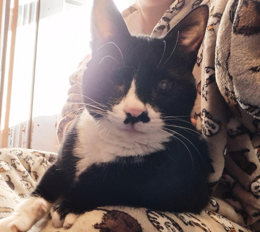 Ziggy, a ADOPTABLE Tuxedo in Philadelphia, PA image 4/4
