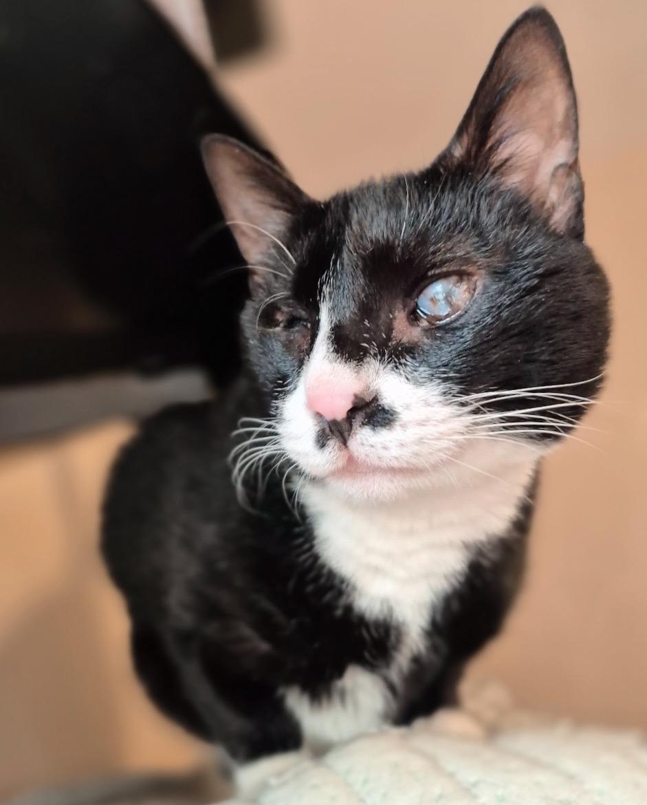 Ziggy, a ADOPTABLE Tuxedo in Philadelphia, PA image 2/4