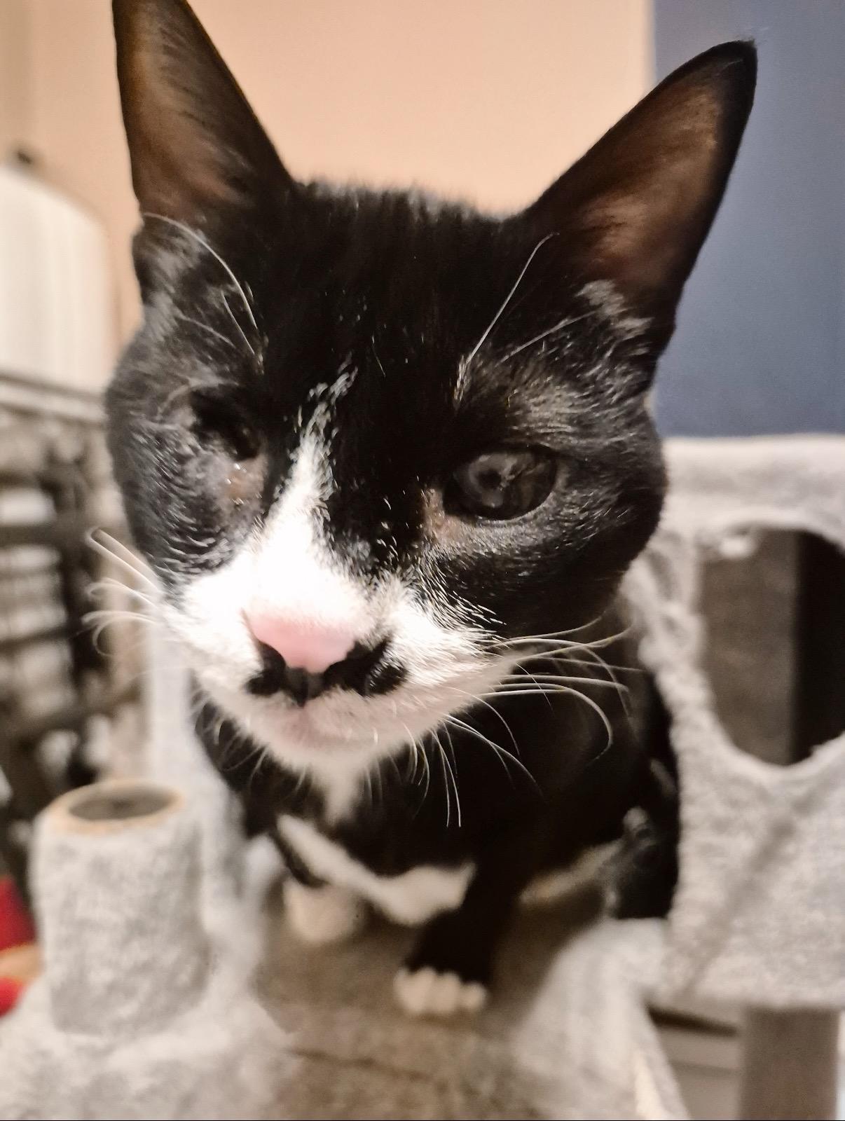 Ziggy, a ADOPTABLE Tuxedo in Philadelphia, PA image 3/4