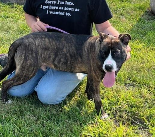 Enlarge HANSEL (cc 7220), a ADOPTABLE mixed breed in West Orange, NJ image 2/4