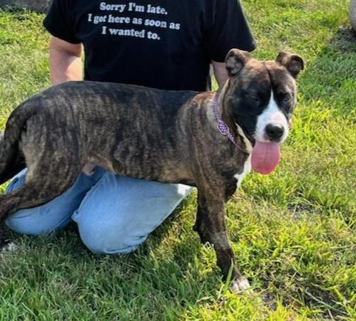 Enlarge HANSEL (cc 7220), a ADOPTABLE mixed breed in West Orange, NJ image 3/4