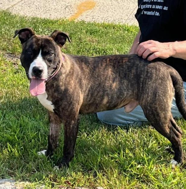 Enlarge HANSEL (cc 7220), a ADOPTABLE mixed breed in West Orange, NJ image 1/4