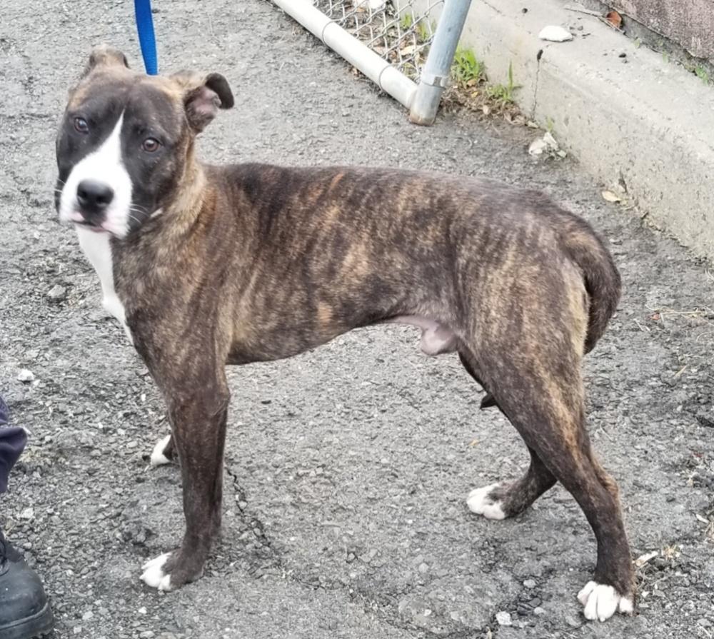 HANSEL (cc 7220), ADOPTABLE, Young Male Pit Bull Terrier.